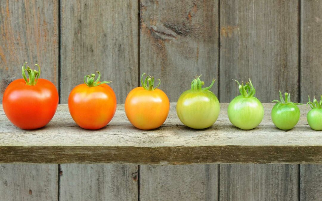 L’évolution de la cuisine française à travers les siècles